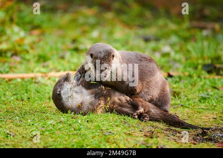 Zwei eurasische Otter (Lutra lutra), die auf einer Wiese im bayerischen Wald, Bayern, Deutschland, miteinander spielen Stockfoto