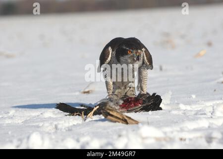 Nördlicher Goshawk (Accipiter gentilis), der sich von einer verprügelten Aaskrähe (Corvus corone) im Schnee ernährt, Allgaeu, Bayern, Deutschland Stockfoto