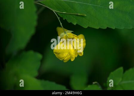 Blume des großen Touch-me-not (Impatiens noli-tangere), Allgaeu, Bayern, Deutschland Stockfoto