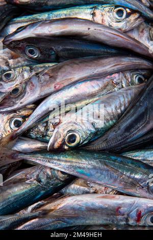 Frisch Gefangene Sardinen in der Fischhalle, Mercado dos Lavradores Markthalle, Funchal, Madeira Insel, Portugal Stockfoto