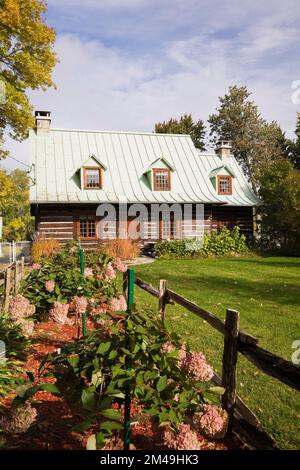Altes zweistöckiges Blockhaus im Kanadiana-Stil der 1800er Jahre mit rosa Hortensie Blumen im Vorhof im Herbst. Stockfoto
