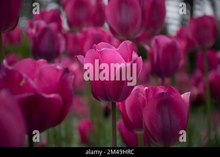 Eine schöne Aussicht auf lila Tulpen im Hintergrund Stockfoto