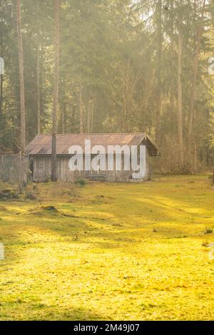 Hütte am Waldrand in der Sonne, Tirol, Österreich Stockfoto