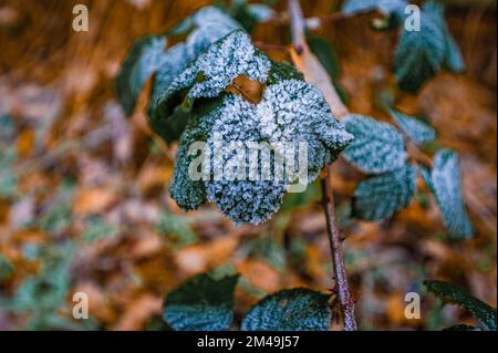 Blätter aus einem mit Schnee und Eis bedeckten Brombeerbusch (Dumus), Hannover, Niedersachsen, Deutschland Stockfoto