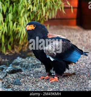 Bateleur (Terathopius ecaudatus), in Gefangenschaft, Vorkommen in Afrika, Vogelpark, Adlerwarte Berlebeck, Detmold, Nordrhein-Westfalen, Deutschland Stockfoto