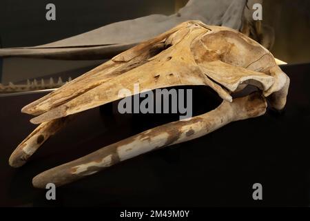 Schädel, gemeiner Zwergwal (Balaenoptera acutorostrata), Zwergwal oder Zwergwal, Walmuseum auf Canical, Madeira Island, Portugal Stockfoto