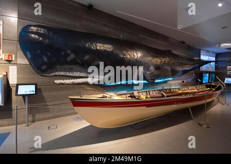 Historische Fischerboote im Vergleich zur Größe eines juvenilen Pottwals (Physeter macrocephalus) (SYN.: Physeter catodon), Walmuseum auf Canical Stockfoto