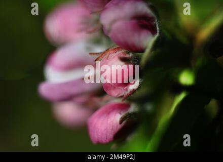 Natur in der niederländischen Provinz Drenthe auf 19/4/2019 Sprossen und Blüten in den Wäldern und Gärten von Hondsrug. Apfelblüte, NDL Stockfoto