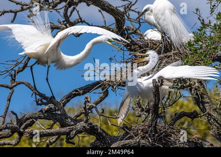 Ardea alba (Sparring Great Reirets) zeigt Rivalität in der Paarungszeit in einer Wildschweinkruste auf Anastasia Island in St. Augustine, Florida. (USA) Stockfoto