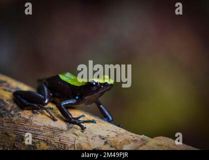 Ein gefärbter Frosch (Mantella laevigata) in den Regenwäldern im Nordosten Madagaskars Stockfoto