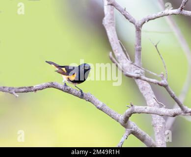 American Redstart stand auf einem Ast Stockfoto