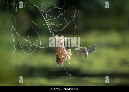 Ein Honeyeater mit Braunrücken befindet sich mitten im Flug zu seinem Nest mit Nistmaterial im Cattana Wetlands in Cairns, Queensland, Australien. Stockfoto