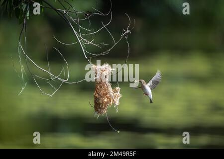 Ein Honeyeater mit Braunrücken befindet sich mitten im Flug zu seinem Nest mit Nistmaterial im Cattana Wetlands in Cairns, Queensland, Australien. Stockfoto