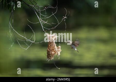 Ein Honeyeater mit Braunrücken befindet sich mitten im Flug zu seinem Nest mit Nistmaterial im Cattana Wetlands in Cairns, Queensland, Australien. Stockfoto