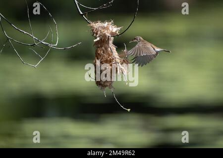 Ein Honeyeater mit Braunrücken befindet sich mitten im Flug zu seinem Nest mit Nistmaterial im Cattana Wetlands in Cairns, Queensland, Australien. Stockfoto