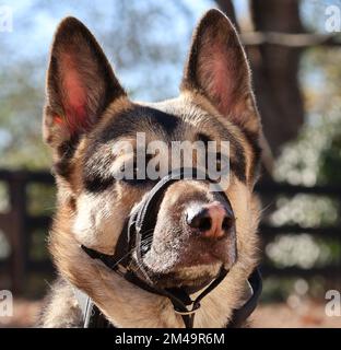 Ein Nahporträt eines wunderschönen, liebenswerten osteuropäischen Hirten Stockfoto