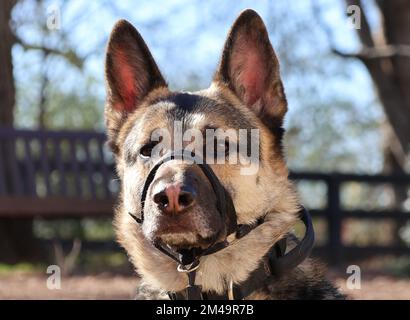 Ein Nahporträt eines schönen Schäferhirten aus Osteuropa Stockfoto