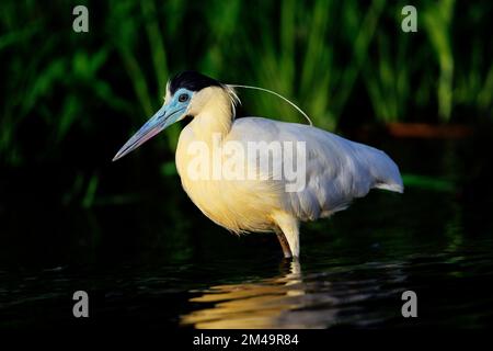 Bedeckter Reiher, der durch den Amazonas waten Stockfoto