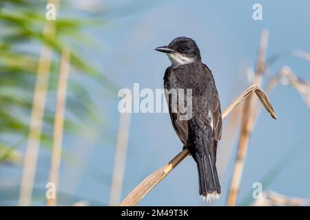 Eastern Kingbird im Lacassine Wildlife Refuge im Südwesten von Louisiana Stockfoto