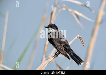 Eastern Kingbird im Lacassine Wildlife Refuge im Südwesten von Louisiana Stockfoto