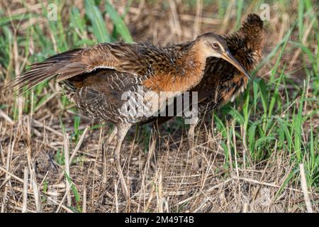 King Rail im Lacassine Wildlife Refuge im Südwesten von Louisiana Stockfoto
