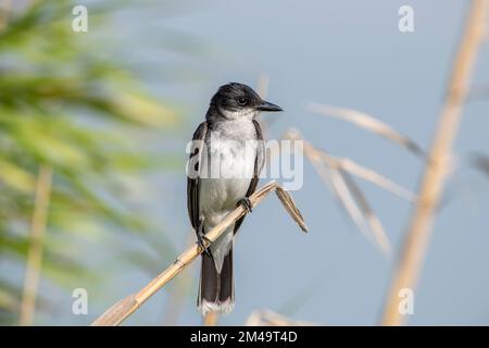 Eastern Kingbird im Lacassine Wildlife Refuge im Südwesten von Louisiana Stockfoto