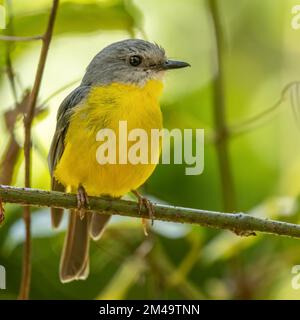 Östliches Rotkehlchen (Eopsaltria australis) ist ein australasisches Rotkehlchen an der Küste und der Subküste Ost-Australiens. Stockfoto