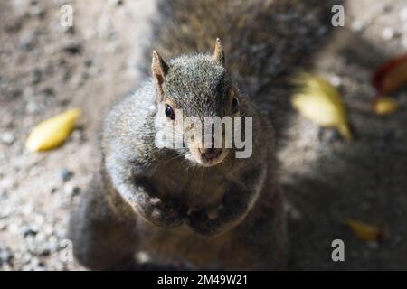 Östliches graues Eichhörnchen (Sciurus Carolinensis) auf zwei Füßen mit direktem Augenkontakt Stockfoto