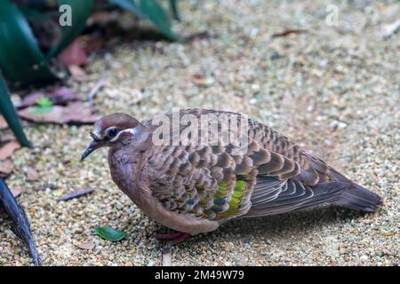 Der gewöhnliche Bronzewing (Phaps chalcoptera). Es ist eine Art mittelgroßer, stark gebauter Taube, die von Australien stammt. Stockfoto