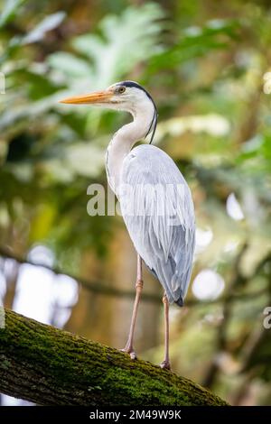 Der Graureiher (Ardea cinerea) ist ein langbeinige Raubvogel der Reiherenfamilie Ardeidae, die in ganz Europa und Asien heimisch ist. Stockfoto