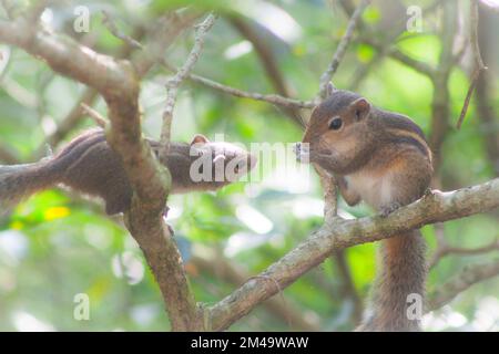 Ceylon Eichhörnchen Stockfoto