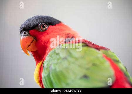 Die Lorius chlorocercus (Lorius chlorocercus) steht auf dem Ast. Es ist eine Papageienart aus der Familie Psittaculidae. Stockfoto