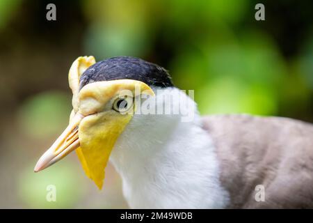 Ein maskiertes Kiebitz-Nahaufnahme-Bild. Es ist ein großer, häufiger und auffälliger Vogel, der in Australien, insbesondere im nördlichen und östlichen Teil, beheimatet ist Stockfoto