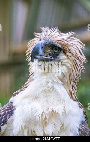 Der philippinische Adler (Pithecophaga jefferyi) ist eine kritisch gefährdete Adlerart, die in den Wäldern der Philippinen endemisch ist. Stockfoto