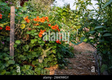 Nasturtiumpflanzen, die entlang eines Gartenzauns wachsen – sie sind bekannt dafür, dass sie Weißfliegen, Kürbiskäfer, Blattläuse, mehrere Käfer und Kohlköpfe abwehren Stockfoto
