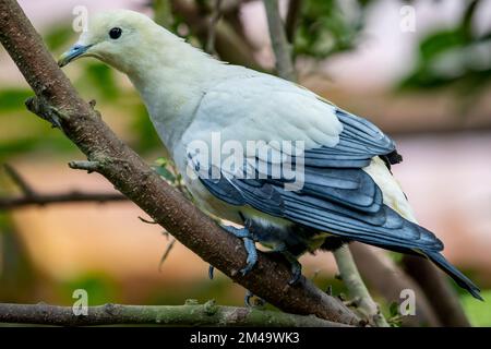 Die Kaisertaube mit Silberspitze (Ducula luctuosa) ist eine relativ große Vogelart der Familie Columbidae. Es ist endemisch für Wald, Wälder Stockfoto