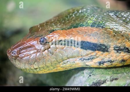 Das Nahbild der grünen Anaconda (Eunectes murinus). Es ist eine Boa-Spezies, die in Südamerika zu finden ist. Es ist das schwerste. Stockfoto