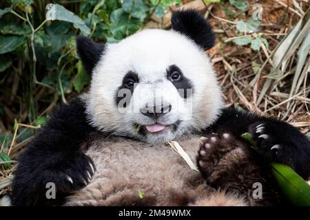 Der Baby-Riesen-Panda „Lele“ (Ailuropoda melanoleuca) liegt in River Safari Singapore. Das ist eine Art Anreicherung im Zoo. Stockfoto
