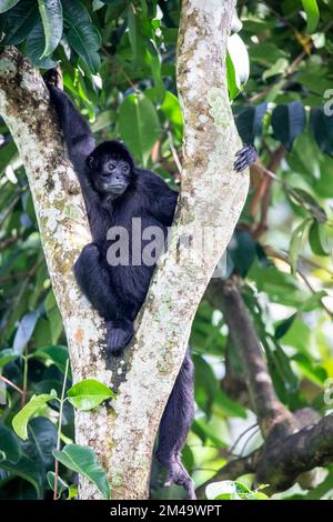 Ein schwarzer Spinnenaffe ist auf dem Baum. Aufgrund eines geschätzten Bevölkerungsverlusts von mehr als 80 % über 45 Jahr als kritisch gefährdet eingestuft Stockfoto