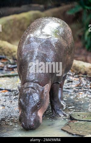 Der Pygmäenneppopotamus (Choeropsis liberiensis oder Hexaprotodon liberiensis) ist ein kleines Flusspferd, das in den Wäldern und Sümpfen heimisch ist Stockfoto