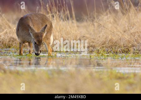 Ein Weißwedelhirschjäger (Odocoileus virginianus) hält auf einem Drink an, während sie einen Sumpf im Südwesten von Ontario, Kanada, überquert. Stockfoto