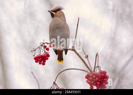 Horizontales Bild eines Zedernwachses (Bombycilla cedrorum) auf einem Highbush Cranberry Zweig mit roten Beeren Stockfoto