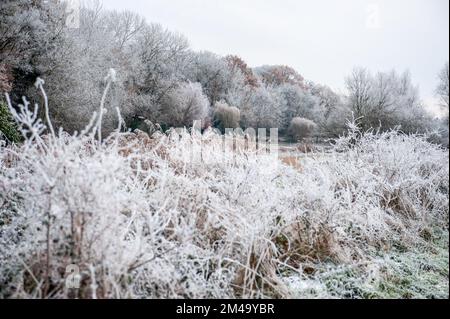 Breda, Niederlande. 18.. Dezember 2022. Bäume und Büsche sind an einem sehr kalten Tag mit Schnee bedeckt. Aufgrund der sehr niedrigen Temperaturen (ca. -11 Grad Celsius in der Nacht) an diesem Wochenende dämmen einige Teile des Südens des Landes mit spektakulären weißen Landschaften. Kredit: SOPA Images Limited/Alamy Live News Stockfoto