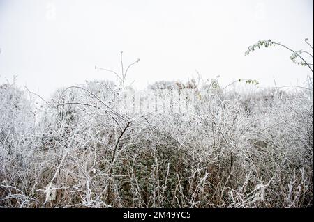 Breda, Niederlande. 18.. Dezember 2022. An einem sehr kalten Tag sind Baumgliedmaßen mit Schnee bedeckt. Aufgrund der sehr niedrigen Temperaturen (ca. -11 Grad Celsius in der Nacht) an diesem Wochenende dämmen einige Teile des Südens des Landes mit spektakulären weißen Landschaften. Kredit: SOPA Images Limited/Alamy Live News Stockfoto