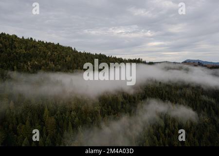 Verstreuter Nebel über dem Douglas-Tannenwald im pazifischen Nordwesten. Stockfoto