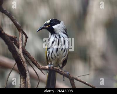 Wachsamer, aufmerksamer, weißwandiger Honigfresser mit scharfen Augen und unverwechselbarem Gefieder. Stockfoto