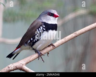 Ein Nahporträt eines lebendigen, wunderschönen Diamond FiRetail in natürlicher Schönheit. Stockfoto