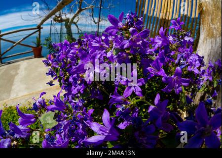Kleine, leuchtend lila Blumen an der Amalfiküste in Italien Stockfoto