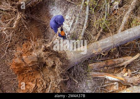 Professioneller Hausangestellter schneidet nach einem Hurrikan mit einer Kettensäge gebrochene Baumstämme Stockfoto