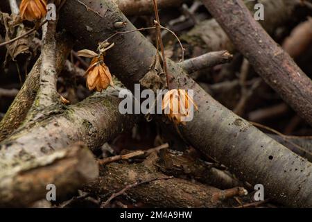 Alte Aprikosenäste in Haufen auf der Straße abschneiden Stockfoto